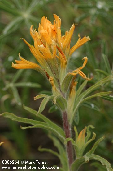 Castilleja applegatei