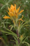 Wavy-leaved Indian Paintbrush