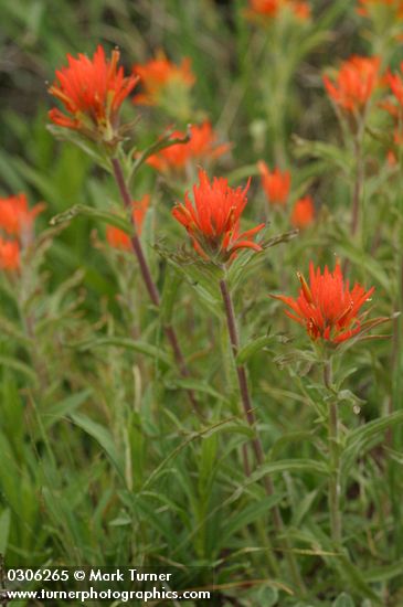 Castilleja applegatei