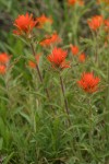 Wavy-leaved Indian Paintbrush