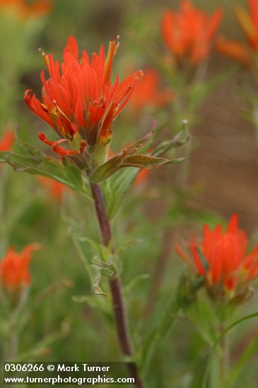 Castilleja applegatei