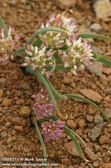 Allium tolmiei