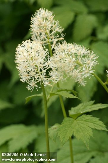 Actaea rubra