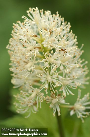 Actaea rubra