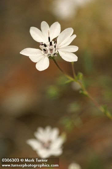 Blepharipappus scaber