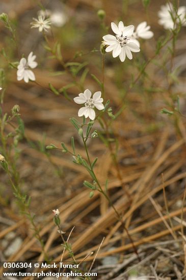 Blepharipappus scaber