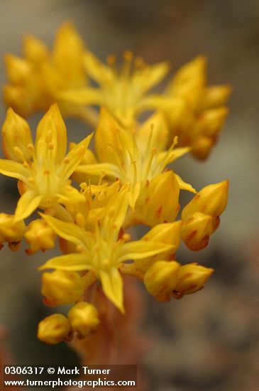 Sedum lanceolatum