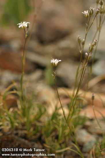 Arenaria capillaris
