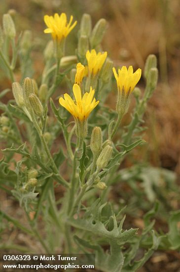 Crepis occidentalis