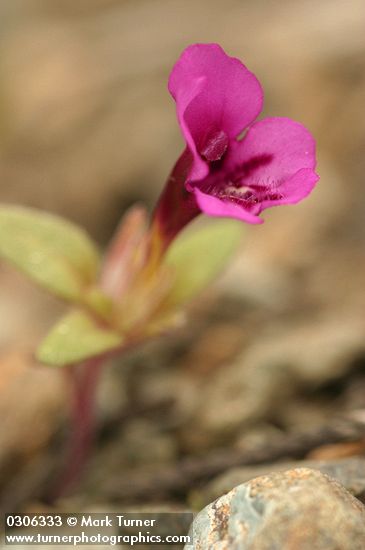 Mimulus nanus