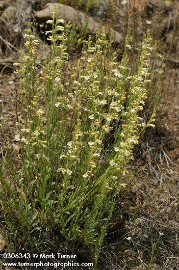 Penstemon deustus
