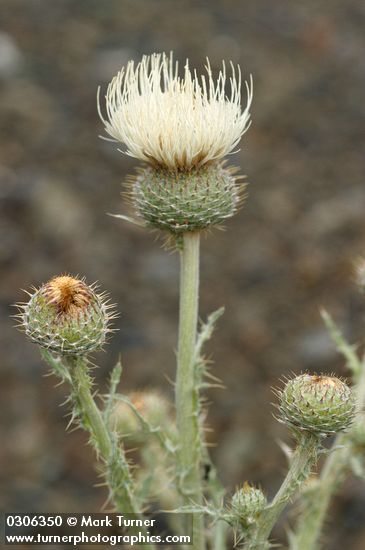 Cirsium canovirens