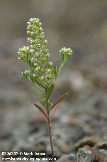 Alyssum alyssoides