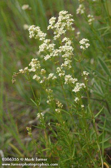 Galium boreale