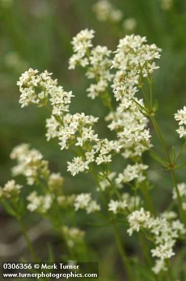 Galium boreale