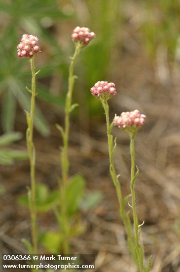 Antennaria rosea