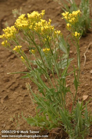 Crepis runcinata
