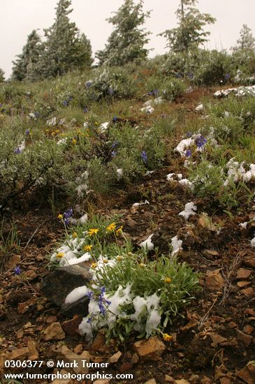 Artemisia tridentata; Eriophyllum lanatum; Delphinium nuttallii