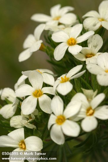 Linanthus nuttallii ssp. nuttallii