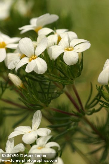 Linanthus nuttallii ssp. nuttallii
