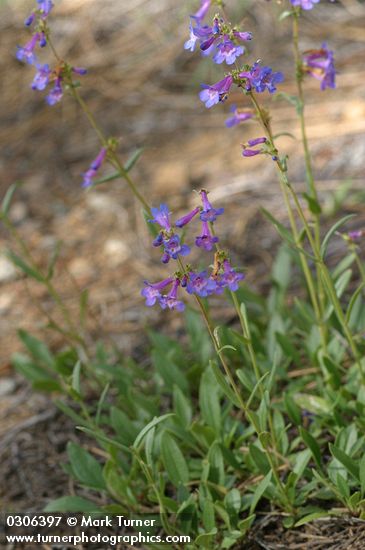 Penstemon rydbergii