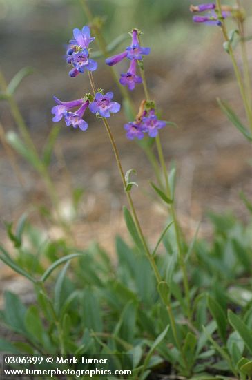 Penstemon rydbergii