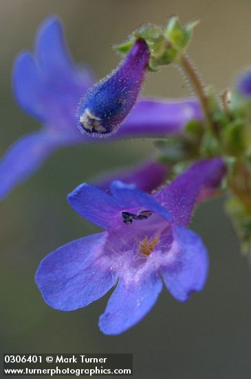 Penstemon rydbergii