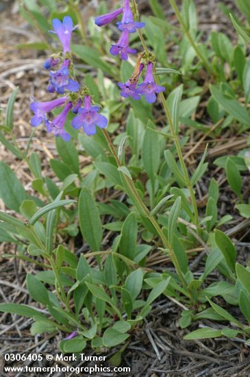 Penstemon rydbergii