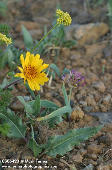 Balsamorhiza serrata; Allium tolmei