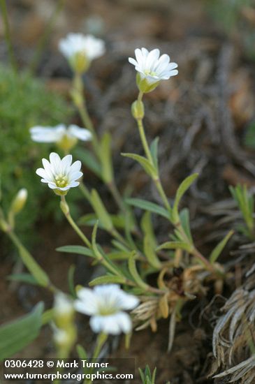 Cerastium arvense