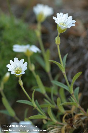 Cerastium arvense