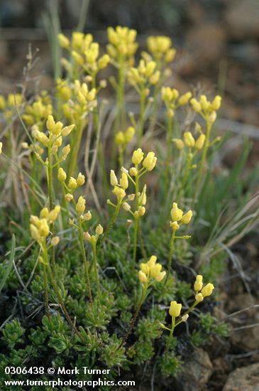 Draba crassifolia
