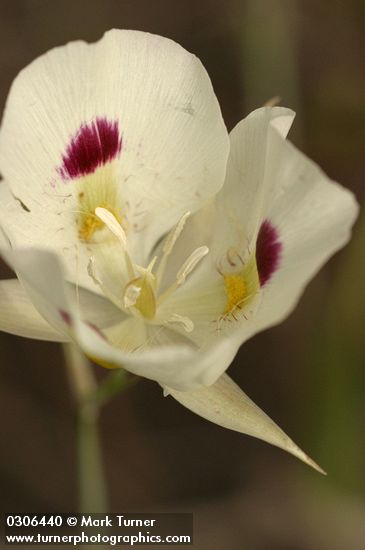 Calochortus eurycarpus