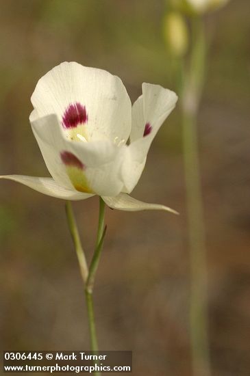 Calochortus eurycarpus