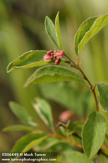 Symphoricarpos occidentalis