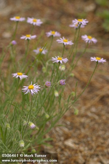 Erigeron pumilus