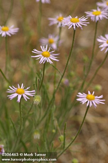 Erigeron pumilus