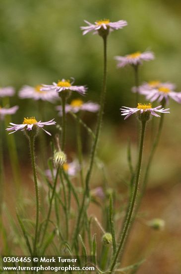 Erigeron pumilus