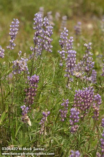 Lupinus caudatus