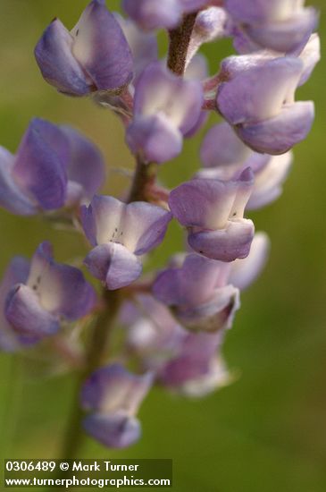 Lupinus caudatus