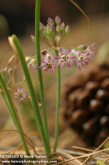 Allium campanulatum