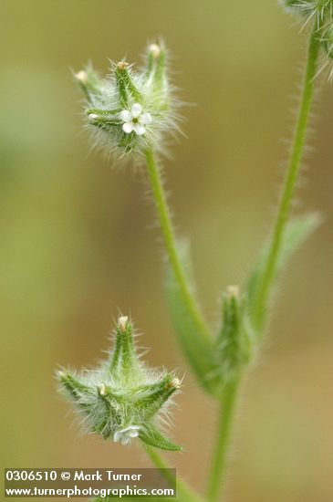 Cryptantha ambigua
