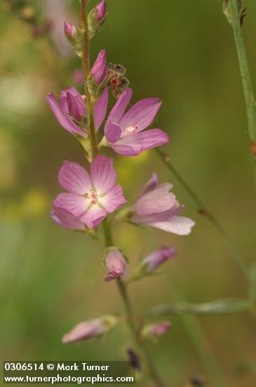 Sidalcea oregana