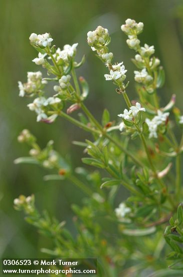 Galium boreale