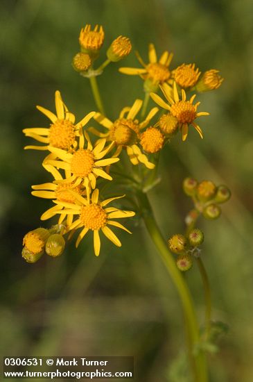 Packera pseudaurea var. pseudaurea (Senecio pseudaureus)