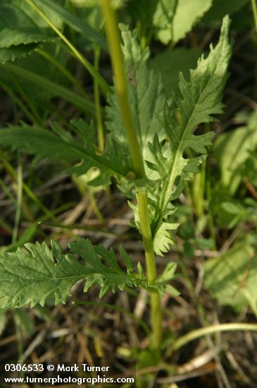 Packera pseudaurea var. pseudaurea (Senecio pseudaureus)