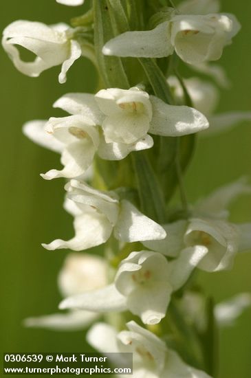 Platanthera leucostachys