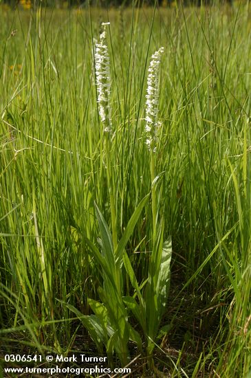 Platanthera leucostachys