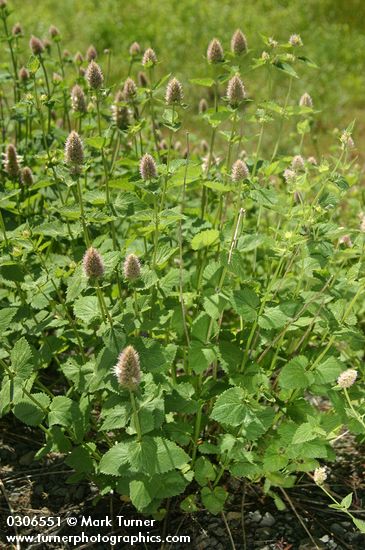 Agastache urticifolia