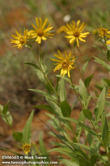 Helianthella uniflora